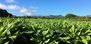 Kauai Organic Farms: Kuhio Hwy, Kilauea, HI 96754