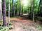 Timber Tract: Twin River Orchard Rd, Demorest, GA 30535