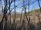 ±85 Acres Available on Old Altamont Ridge Road: Old Altamont Ridge Road, Greenville, SC 29609