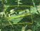 RECREATIONAL LAND IN MONROE TOWNSHIP!: 0 Township Road 309, Corning, OH 43730